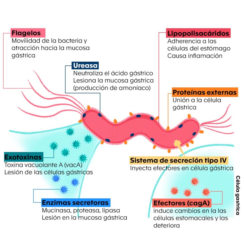 Factores de virulencia de H. pylori